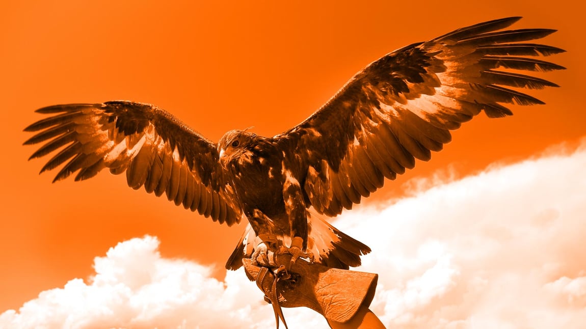 Gigamon Hawk